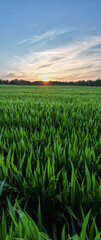Aerial panoramic view taken by a drone of a Corn field agriculture under a sunset sky. Green nature. Rural farm land in summer. Plant growth. Farming scene. Outdoor landscape. Organic leaf. Crop