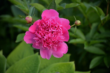 Pink peony with buds in summer garden on sunny day