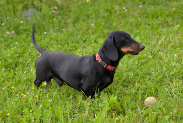 Black and tan dachshund is playing ball in meadow on sunny day