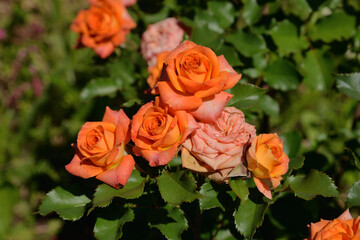 Orange roses with in summer garden on sunny day