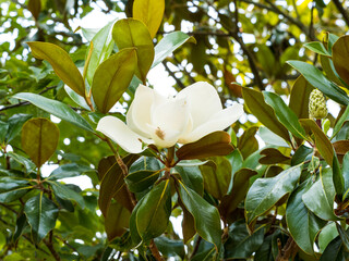 Magnifique grande fleur blanche et décorative du magnolia grandiflora ou magnolia à grandes fleurs, entourée de feuilles vert lisse au revers ferrugineux et velu