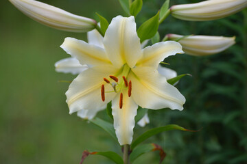 Obraz premium Flowers with buds of yellow lily in garden 