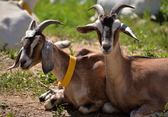 Naklejka na ściany i meble Two Anglo-Nubian goats, British breed of domestic goat, on farm