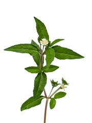 Eclipta Alba, Eclipta Prostrata or Bhringraj, also known as False Daisy isolated on white background, herbal medicinal plant effective in Ayurvedic medicine.