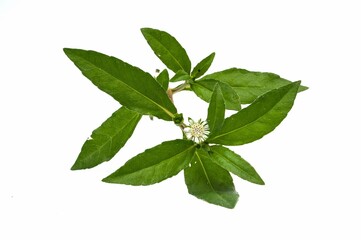 Eclipta Alba, Eclipta Prostrata or Bhringraj, also known as False Daisy isolated on white background, herbal medicinal plant effective in Ayurvedic medicine.