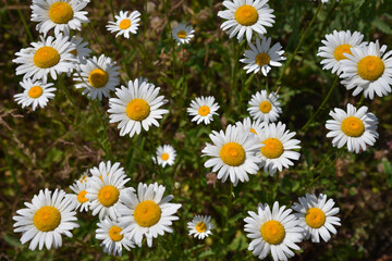 Fototapeta premium Leucanthemum vulgare (ox-eye daisy, oxeye daisy, dog daisy, marguerite) in summer meadow on sunny day