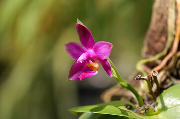 pink orchid flower blooming in nature