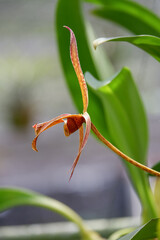 yellow orchid flower