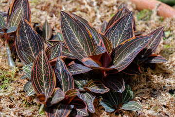 Jewel orchid variegated name ludisia discolor in nursery