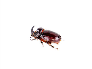 Insect beetle Oryctes nasicornis on a white background. Rhinoceros beetle. Animal insect. Nose and horn of an animal. Ecosystem and Ecology. Zoology. Protection of Nature.