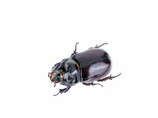 Insect beetle Oryctes nasicornis on a white background. Rhinoceros beetle. Animal insect. Nose and horn of an animal. Ecosystem and Ecology. Zoology. Protection of Nature.