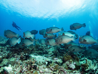 School of Bum phead parrotfish on reef with scuba diver. Banda sea, Indoneia.