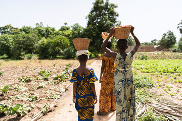 Group of beautifully dressed African girls with baskets full o f tomatoes on their head, on their...