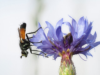 Raupenfliege (Fam. Tachinidae), evtl. Cylindromyi