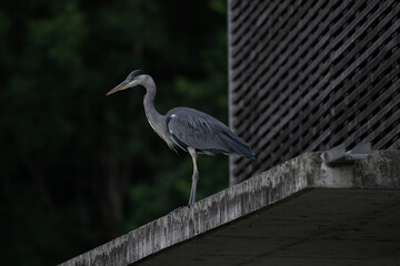 Héron cendré (Ardea cinerea) 1