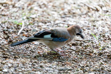 Jay, passerine bird. Jay, eat acorns in the undergrowth. Passerine bird belonging to the Corvid family.