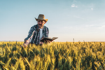 Farmer is standing in his growing wheat field. He is examining crops after successful sowing.