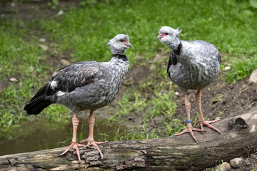 Couple Southern Screamer, Chauna Cristata, stands on the fallen tree trunk