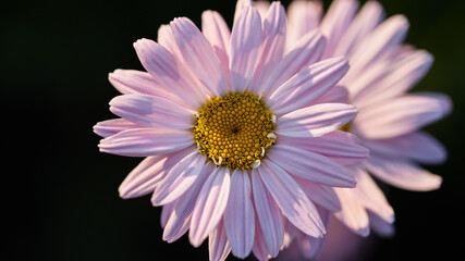 Obraz premium panoramic floral background with place for text. beautiful chamomile flower on a dark background close-up. summer mood in the setting sun