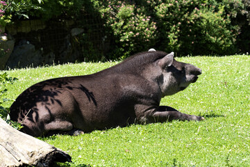 South American Tapir, Tapirus Terrestris, lying on the lawn and watches the surroundings