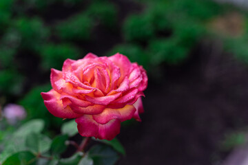 Pink rose in the natural environment on a flowerbed