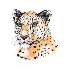 Carnivore Head. Face of a wild cat. Portrait of Leopard, hand-drawn animal illustration. Feline, painted by hand. Painting mascot. Spotted wildcat.