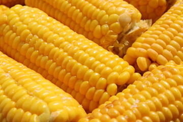 Boiled corn on the cob with salt on plate on table. Cooked sweetcorn, healthy vegan snack. 
