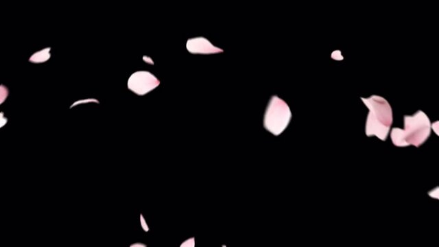 Cherry Blossom Explosion. This work have alpha channel you can place on footage or background easier to change color.	