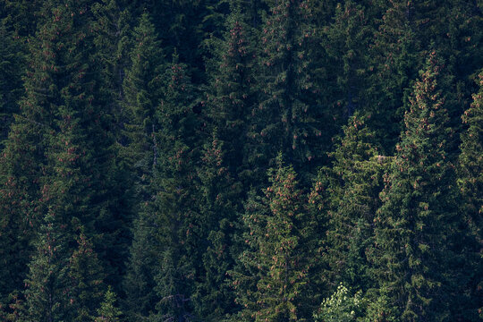 Forests, lungs of our planet. Afforestation for better future.