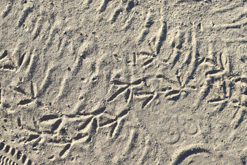 Traces of birds on sandy soil. Good background for illustration