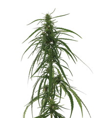Marijuana plant stalk and leaves, weed isolated on white background with clipping path