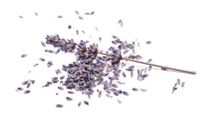 Lavender flower with scattered purple petals isolated on white background