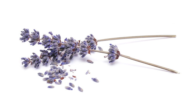 Lavender Flower With Scattered Purple Petals Isolated On White Background