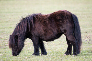 Shetland Pony