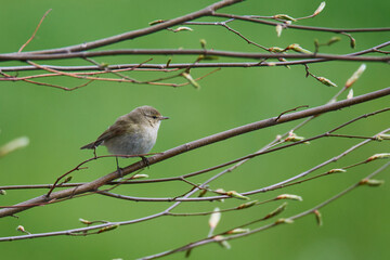 Zilpzalp im Frühjahr in der Oberlausitz	