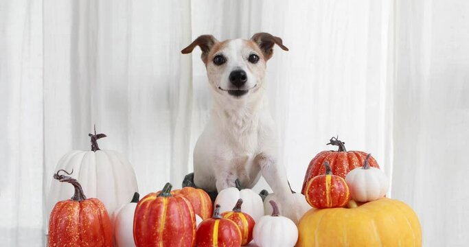 Funny happy Jack Russell Terrier dog with tongue out looking at camera in studio with decorative pumpkins
