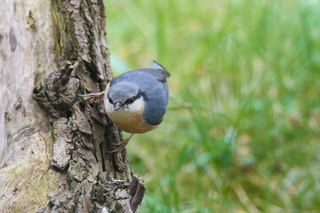 Kleiber bei der Futtersuche	