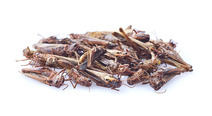 Dry snack migratory locust on white background