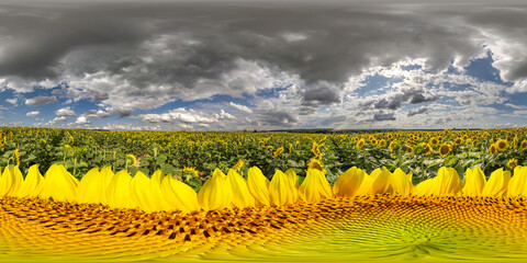 full seamless spherical hdri panorama 360 degrees among blooming sunflowers field with huge flower below in sunny summer with rainy clouds in equirectangular projection, VR AR virtual reality content