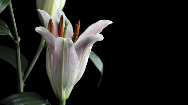 Lily Flower Bloom Time lapse White 02