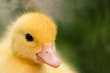 little duck,yellow duck
