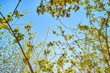 under view of tree branches and leaves