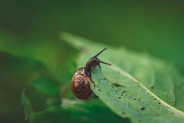 snail eating green leave, green blurred natural background. Slug with shell house