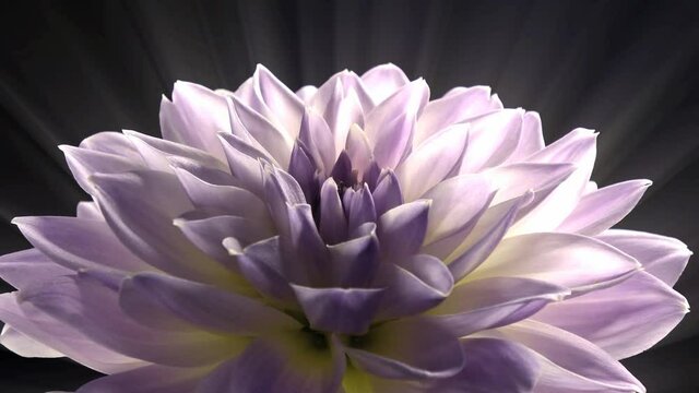 Dahlia Flower Bloom Time lapse Light Purple 01