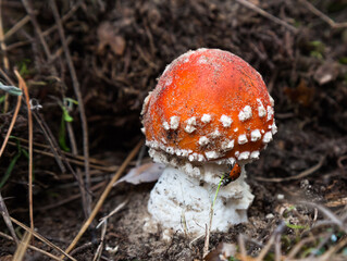 Poisonous mushroom fly agaric in the forest on the ground with a ladybug on it. Amanita in the forest, with a red hat and white spots on it.