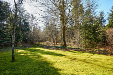 a backyard with green grass and trees