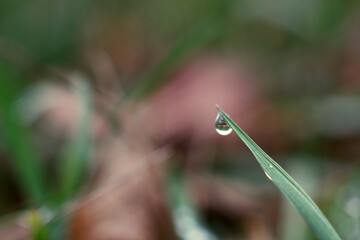 Dew drops on green grass close up