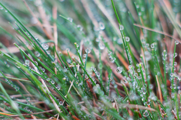 Dew drops on green grass close up