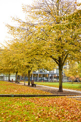 large tree with yellow leaves in a park