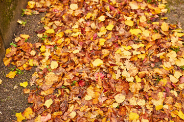 yellow leaves on the ground in a park